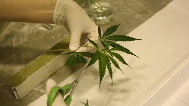  Hemp research scientist medical cannabis for medicinal purposes, marijuana, cutting leafs for cultivation growth, rockwool substrate, bio technology, Europe