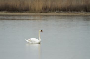 Mute swan (Cygnus olor) on the lake, Kalmykia, Russia