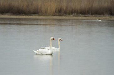 Mute swans (Cygnus olor) on the lake, Kalmykia, Russia