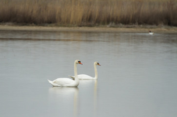 Obraz premium Mute swans (Cygnus olor) on the lake, Kalmykia, Russia