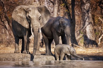 Family of African Elephants with Baby