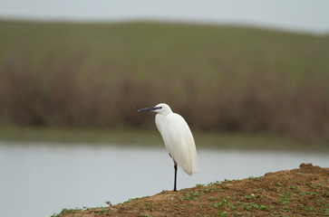 Little egret (Egretta garzetta) on the coast of lake, Kalmykia, Russia