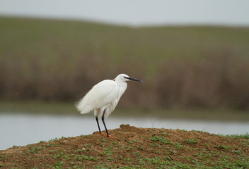 Little egret (Egretta garzetta) on the coast of lake, Kalmykia, Russia