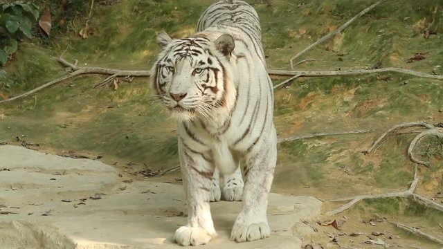 white Tiger watching intently