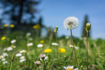 Selective focus dandelion in the flower garden with clear blue sky.