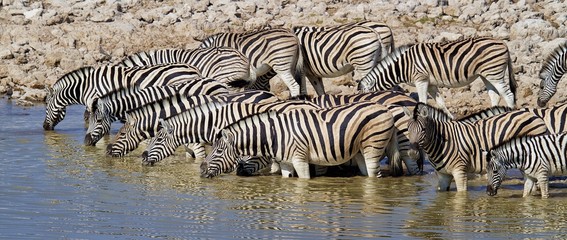 Fototapeta na wymiar Zebra at Etosha waterhole