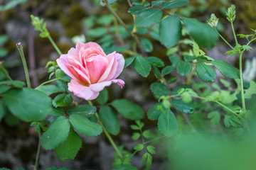 Beautiful pink rose in a nature garden