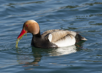 canard Nette Rousse