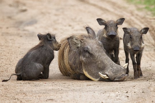 Warthog sow with young