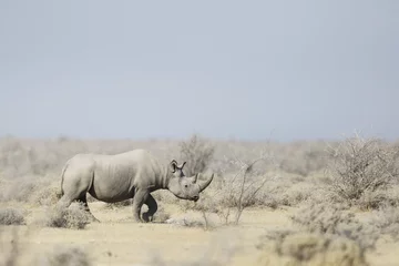 Crédence de cuisine en verre imprimé Rhinocéros Black Rhino marchant dans le veldt