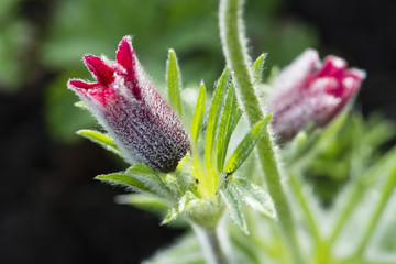 Dark red Pulsatilla flower with small drops of dew.