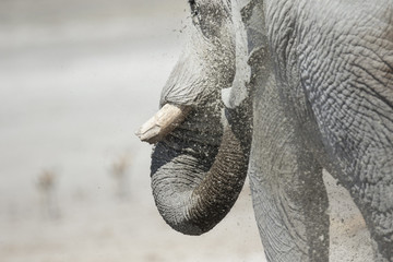 Large Elephant bulli in Etosha National Park.