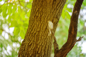 Obraz premium Bird on branch.
