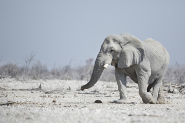 Large Elephant bulli in Etosha National Park.