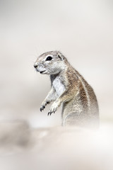Ground Squirrel.
