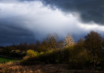 Fototapeta premium tree row and clouds illuminated by side light are forming two diagonals, rural landscape with atmosphere, copy space