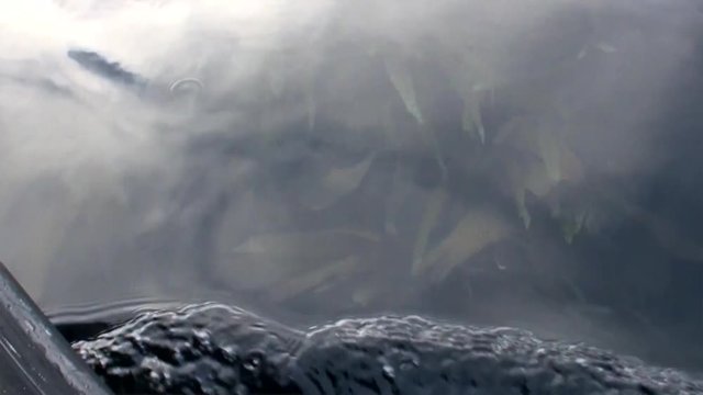 Bottom of a clear water of Arctic Ocean in Svalbard. Wildlife in Nordic badlands. Unique footage on background natural landscape and snow of Spitsbergen.