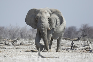 Large Elephant bulli in Etosha National Park.