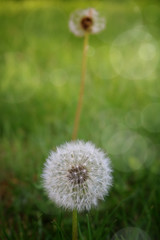 Dandelion