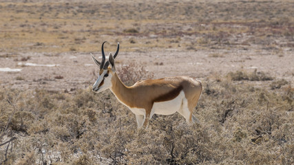 Naklejka na ściany i meble Springbok in the Etosha National Park, Namibia