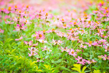 Beautiful pink flower in garden