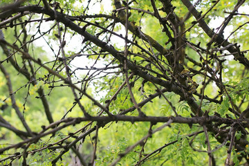 Obraz premium park in the city, young sprouts of trees in spring