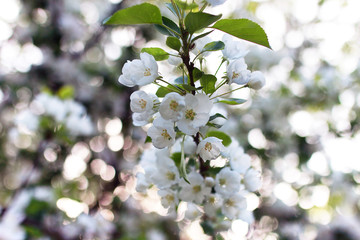 early spring flowering apple tree with bright white flowers