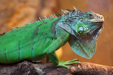Closeup of green Iguana