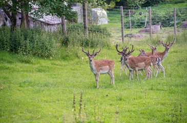 Spotted deers
