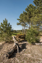 Bois flotté dans la pinède, Andernos, Bassin d'Arcachon