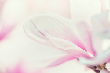 Close up of  magnolia flower, floral background, soft focus