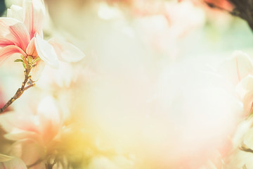 Spring Floral nature background with lovely magnolia blossom , frame, springtime nature, pastel color, soft focus © VICUSCHKA