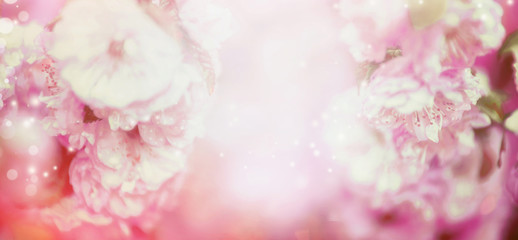 Blurred pale pink floral nature  background with bokeh, banner
