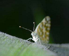 A butterfly on the green leaves