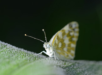 A butterfly on the green leaves