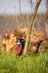 Single male pheasant with nice color feathers sits in the grass