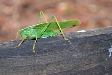 green insect