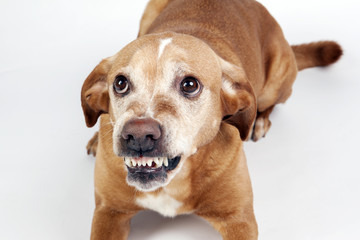 Scared dog lying on the floor with vicious expression. On the bright background.