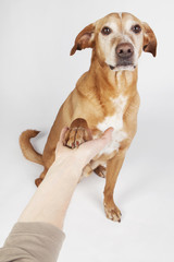 Friendly hand and paw shake, a brown dog on the bright background.