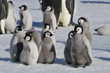 Emperor Penguin chicks in Antarctica