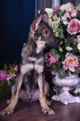 Cute puppy lying on the floor with flowers