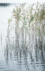 Obraz premium Natural background, vertical photo