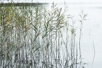 Natural background, photo of coastal reed