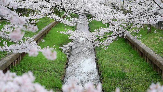 風に揺れる満開の桜