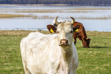 Dairy cow in a meadow by a lake
