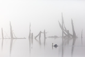 Mute swan in mist