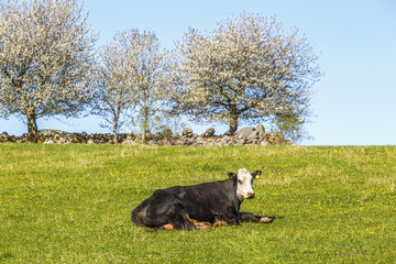 Cow is resting on a meadow