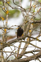 Starling with a caterpillar on a branch