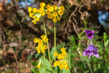 Cowslips