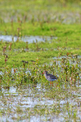 Redshank standing in the water and looking